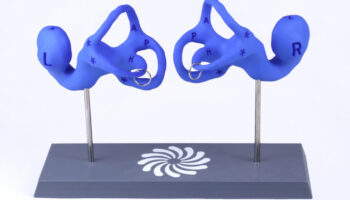 Vestibular Today - 4-inch Educational Model on 3D Printed Base - Matched Pair
