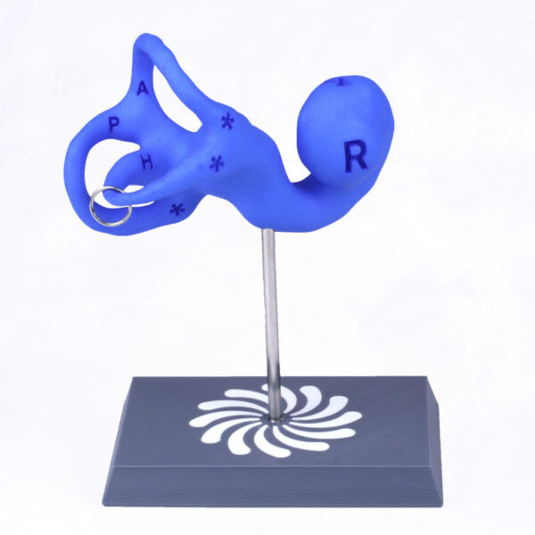 Vestibular Today - 4-inch Educational Model on 3D Printed Base - Right Ear