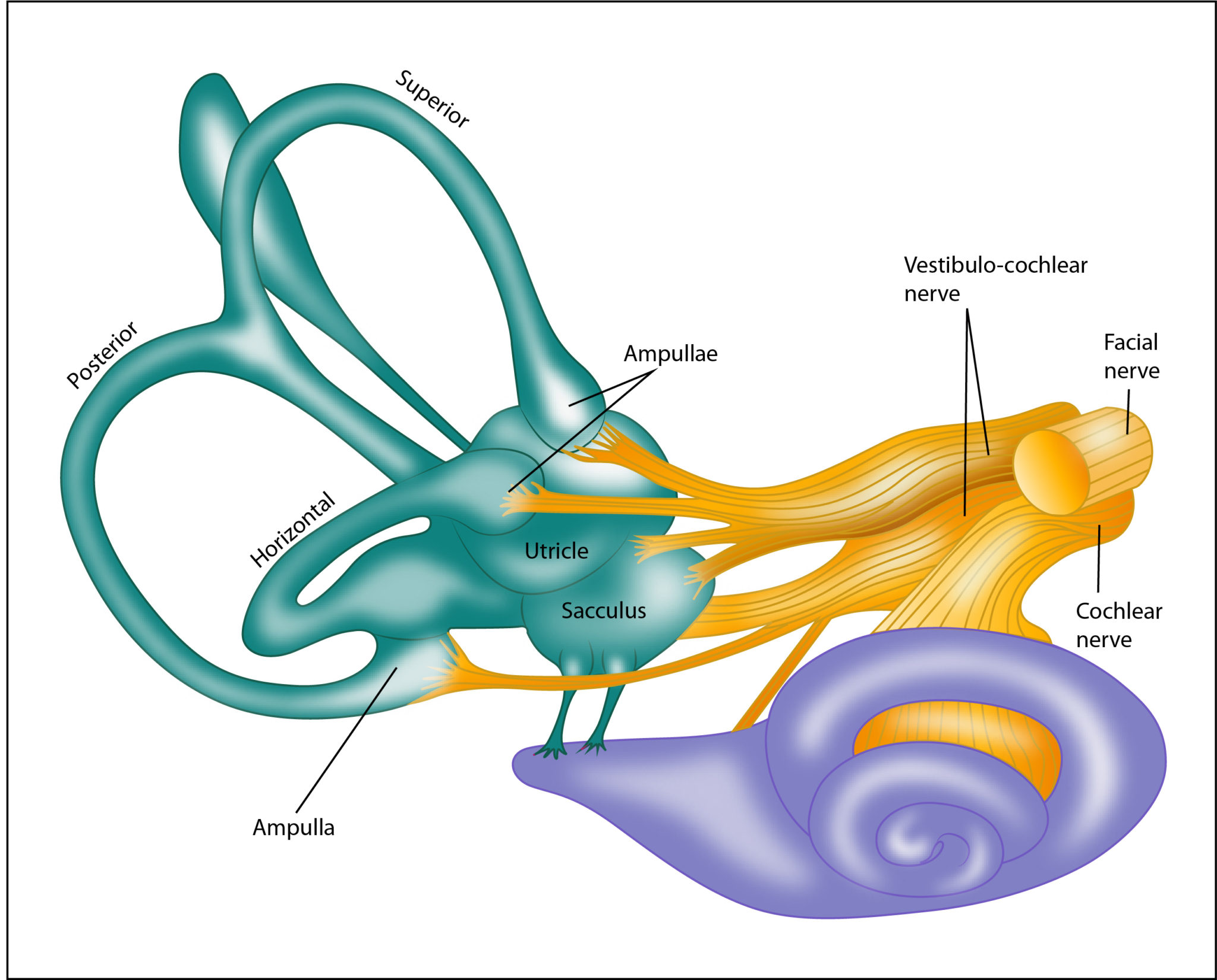 Horizontal Canal BPPV | Vestibular First