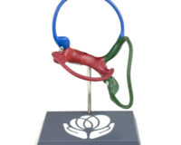 Teixido Membranous Labyrinth - Left Ear (Multi-Color)