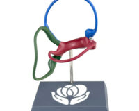 Teixido Membranous Labyrinth - Right Ear (Multi-Color)