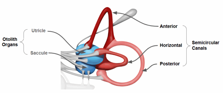 Benign Paroxysmal Positional Vertigo (BPPV) | Vestibular First