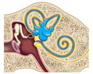 A-034 Bony Labyrinth with fluid layers