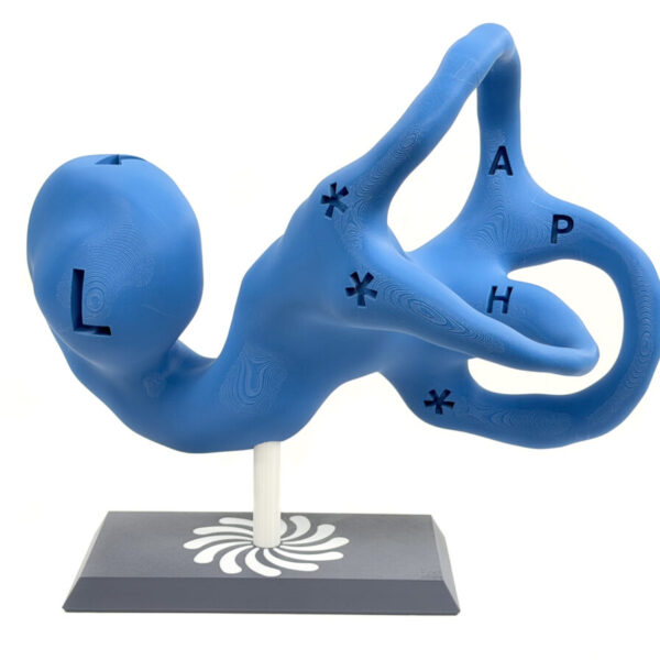 Vestibular Today - 14-inch Educational Model on 3D Printed Base - Left Ear