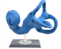 Vestibular Today - 14-inch Educational Model on 3D Printed Base - Left Ear