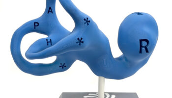 Vestibular Today - 14-inch Educational Model on 3D Printed Base - Right Ear