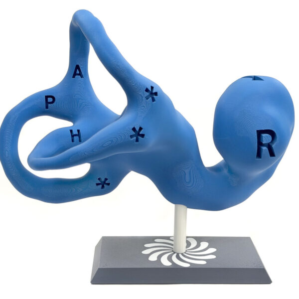 Vestibular Today - 14-inch Educational Model on 3D Printed Base - Right Ear
